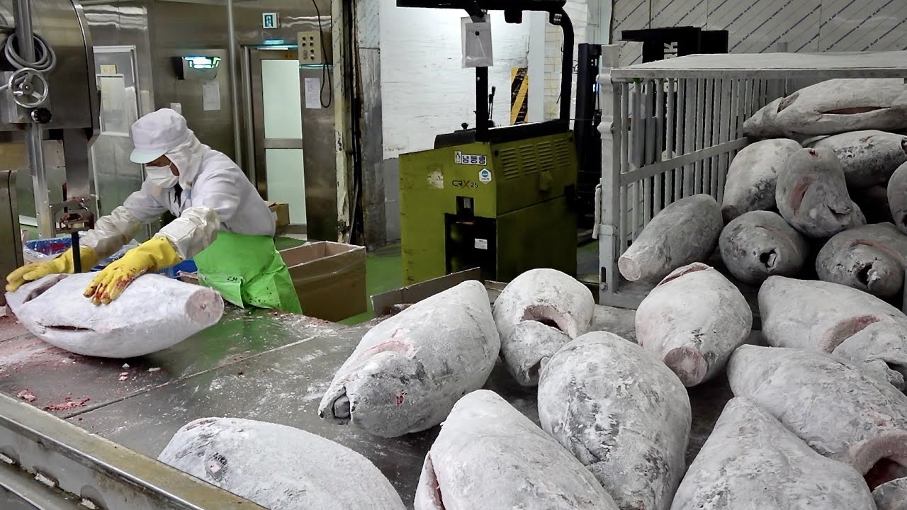 하루에 참치 20톤을 손질하는 과정. 한국의 냉동참치 공장