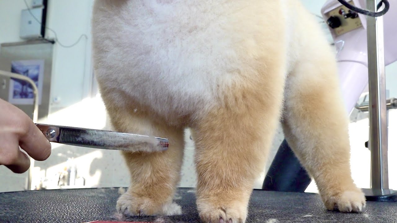 털찐 강아지가 곰인형이 되는 과정. 한국의 애견 미용사